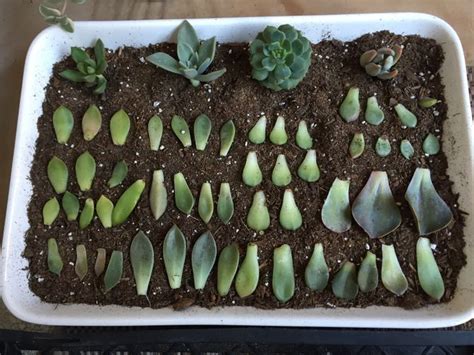 How To Propagate Succulents From Leaves 5 Steps With Pictures Propagating Succulents