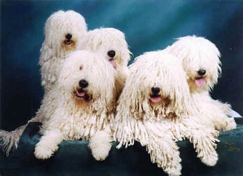 This is the price you can expect to budget for a komondor with papers but without breeding. koomoodor dog | Komondor Dog Breeder Southern Ontario ...