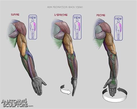 Anatomy For Sculptors Proportion Calculator Store Services Video