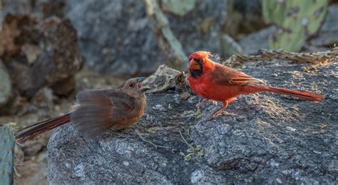Two Families Of Red Birds Foothills Clusters Wildlife