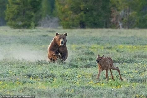 Moment A Grizzly Chases And Kills A Baby Elk Daily Mail Online
