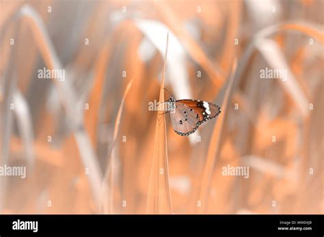 Beautiful Spring Butterfly On A Flower Background Vintage Toning Stock