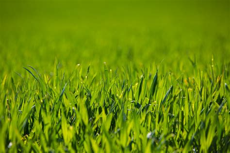 Free Photo Green Grass Field Agriculture Grassland Scenic Free Download Jooinn