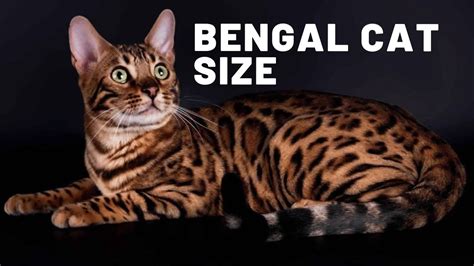 45 Best Images Full Grown Bengal Cat Size Loki The Cat Basket Goodeplan