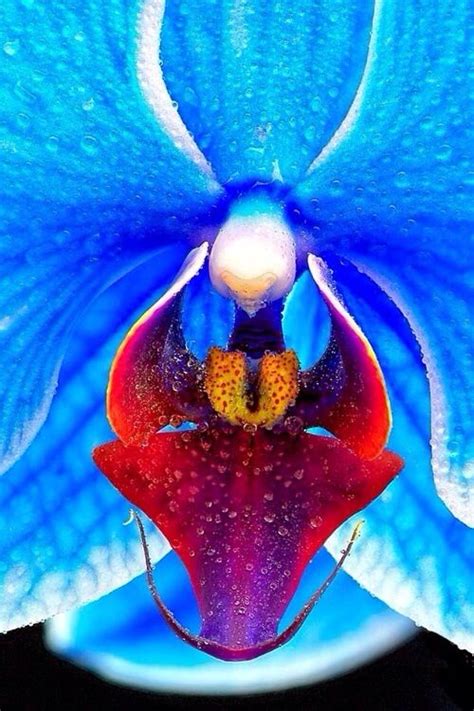 Blue Orchid Flower Up Close Blue Orchids Rare Flowers Phalaenopsis Orchid