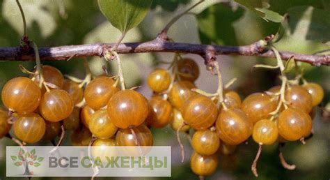 Бывает, что в сильные морозы может подмерзать, но в течении летнего сезона куст восстанавливается. Цена на Смородина золотистая Медовый спас - купить саженцы