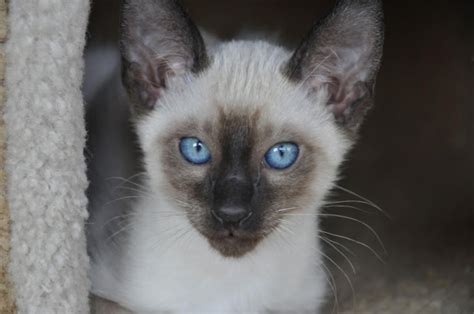 Stunning litter of siamese kittens various colours. They're Beautiful! Traditional Siamese Kittens For Sale ...