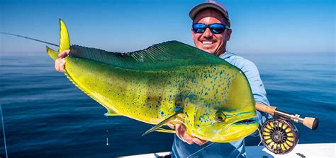 Dorado Fishing Big Game Fishing And Blue Water Sportquest Holidays
