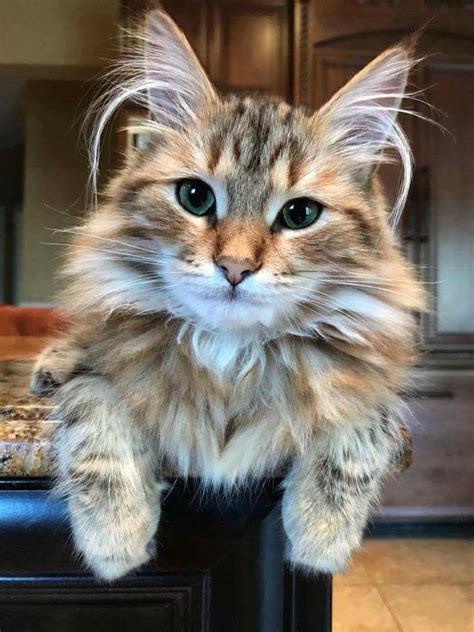 Maine Coon Kittens For Sale Near Me Nearsb