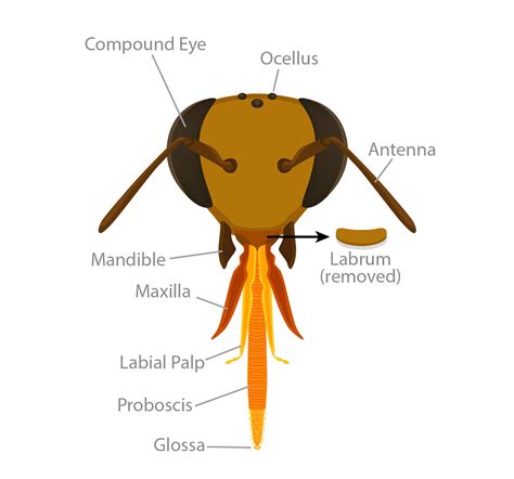 Honey Bee Anatomy Ask A Biologist