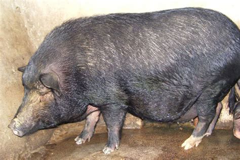 Những Giống Lợn Heo đặc Trưng Tại Việt Nam Học Trực Tuyến Cùng Nhà