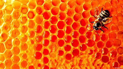 Honey Bee Wallpapers Wallpaper Cave