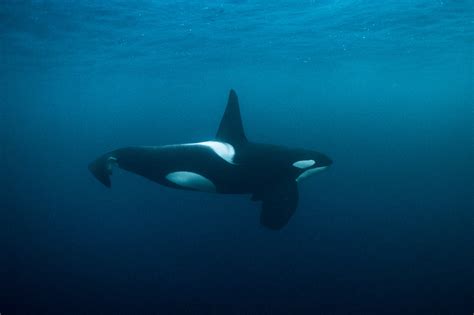 Male Orca Underwater Picture Norway George Karbus Photography
