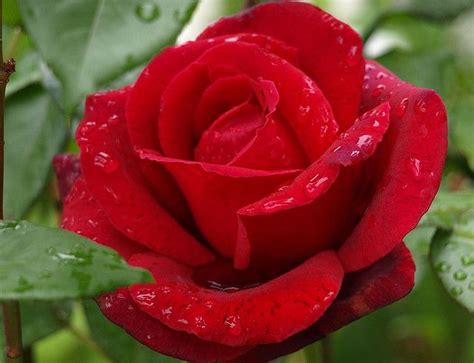 Just found my new favorite flower shop in carson! violet carson rose (rose from v for vendetta) | Flowers ...