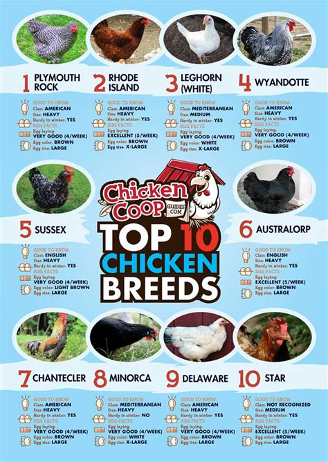 10 Best Chicken Breeds Infographic My Survival Home