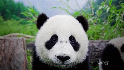 Tapeta Na Monitor Zvířata Medvěd Panda Dítěte Foto Příroda