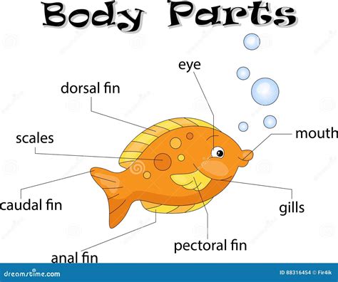 10 Parts Of A Fish