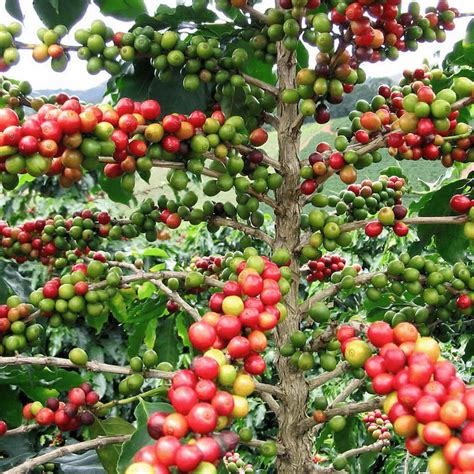 How To Grow Coffee Trees A Complete Guide Tree Plantation