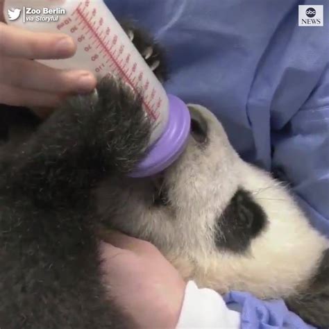 Baby Pandas Drink Milk From Bottles Berlin Zoos Hungry Panda Twins