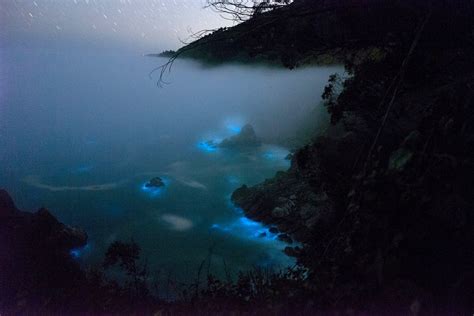 Amazing Photos Of Bioluminescent Phytoplankton Glowing Blue In The Sea