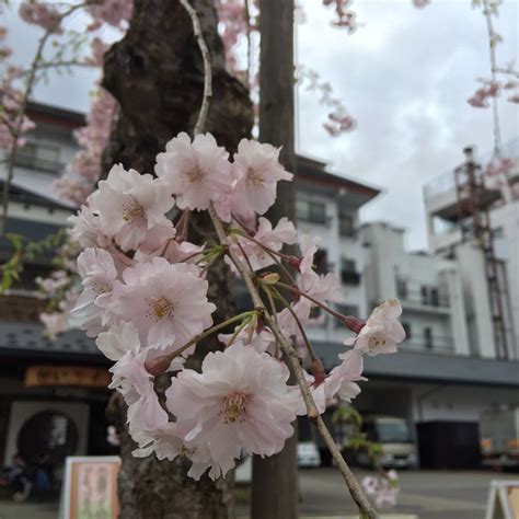 Beliau berasal daripada keluarga bangsawa di negeri sung. #TRAVEL2016 JAPAN - MUSIM BUNGA SAKURA #CHERRYBLOSSOM DI ...