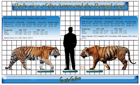 Modern Weights And Measurements On Wild Tigers