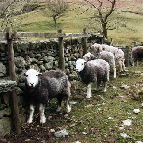Lambing Time On A Herdwick Farm The Herdy Company