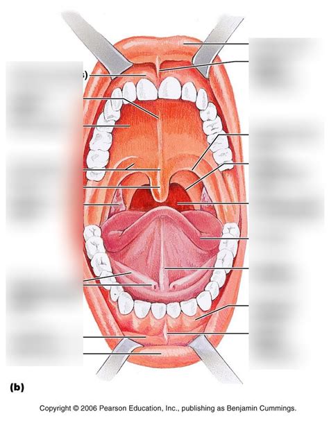 Oral Cavity Diagram Quizlet