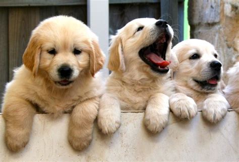 Golden retriever puppy for sale in east freehold, nj, usa. How Much Should A Golden Retriever Puppy Cost Uk - Puppy ...