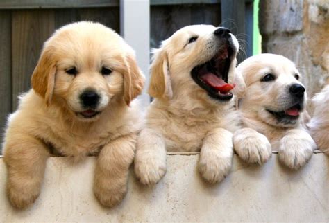 The average puppy vet costs can be around $30 to $500. 有名な Gold Golden Retriever Puppy Price - ササゴタメ