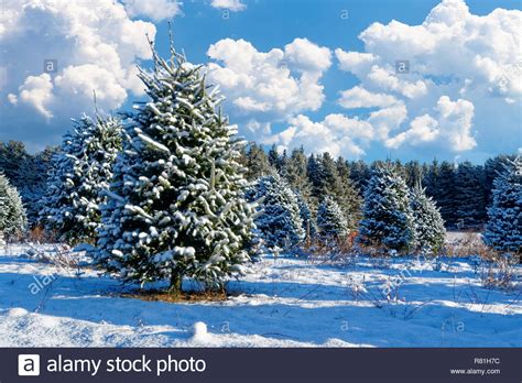 Snow Covered Trees At A Christmas Tree Farm Stock Photo Alamy