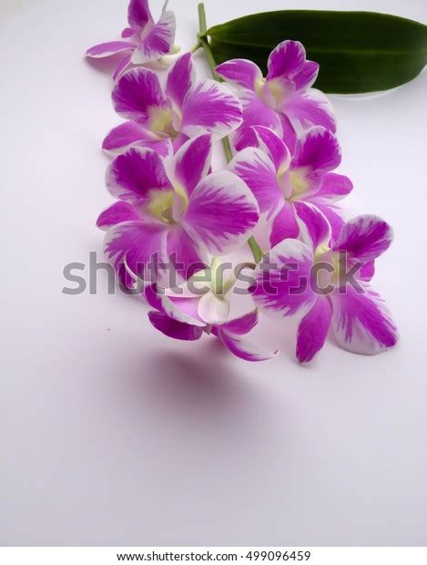 Beautiful Purple Dendrobium Orchid Flowers Isolated Stock Photo