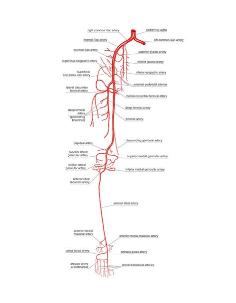 Arterial System Of The Leg 5 Photograph By Asklepios Medical Atlas