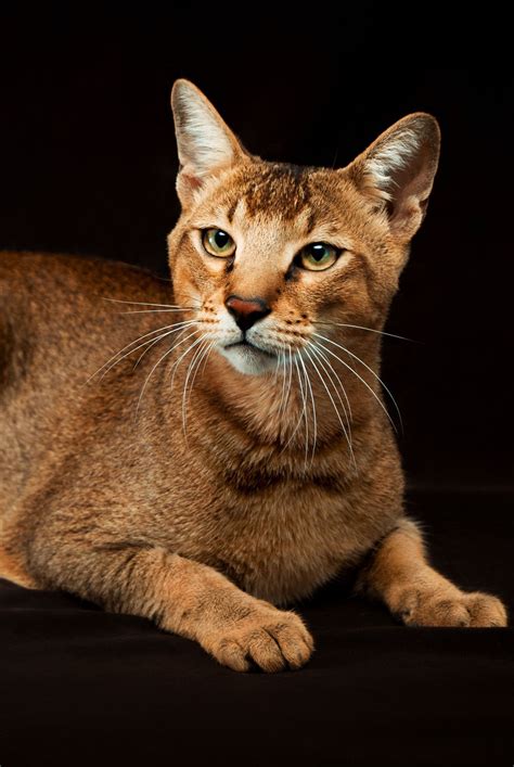 A List Of The Most Beautiful Large Cat Breeds Large Cat Breeds Cat
