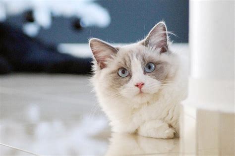 Datos De Ragdoll Cat Breed Fotos Y Consejos De Cuidado Cuanto Viven