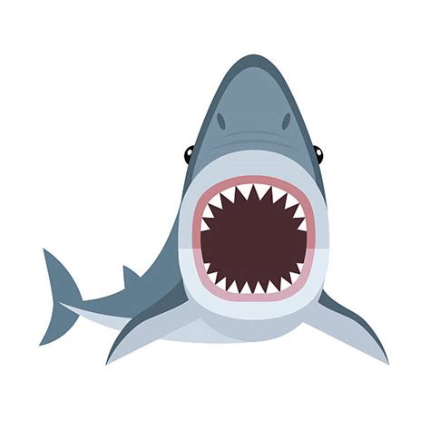 Great White Shark Illustrations Royalty Free Vector