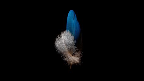 Peacock Feather Amoled Wallpapers Hundreds Of High