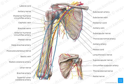 Diagram Pictures Neurovasculature Of The Arm And The Shoulder