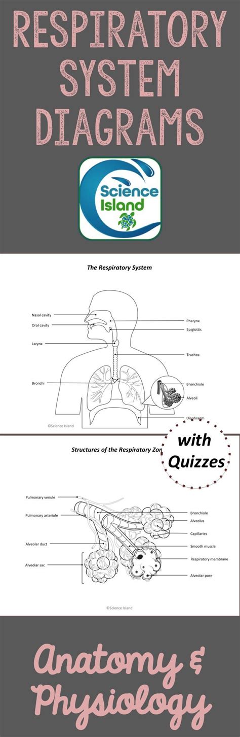 Respiratory System Diagrams And Quizzes For A And P Or Advanced Biology
