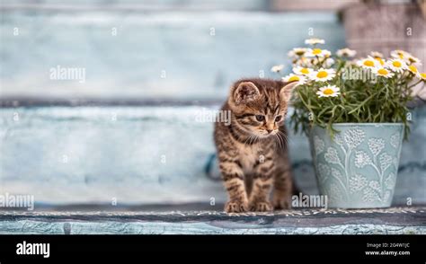 A Little Tabby Kitten Hiding Behind A Bucket Full Of Flowers On