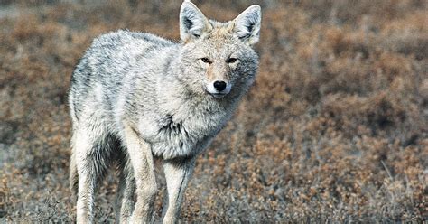 Urban Coyotes How To Cope With These Common Intruders