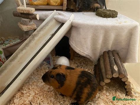 Two Female Guinea Pigs Free Adoption Inc Hutch Torquay Pets4homes