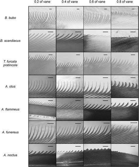 Serrated Structures On Owl Wings The Serrations Of All 7 Investigated