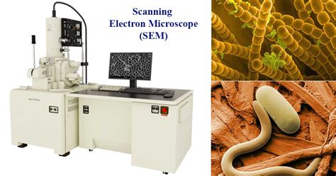 Scanning Electron Microscope Sem Definition Principle Parts
