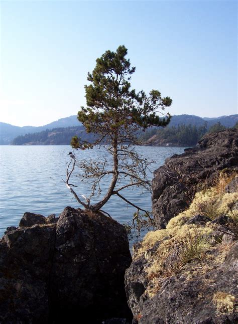 Vancouver Island Big Trees Pioneers Of The Coastal Forest Shore Pine