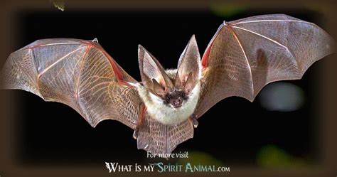 Bat Symbolism And Meaning Spirit Totem And Power Animal