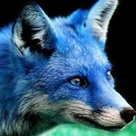 Blue Fox Youtube