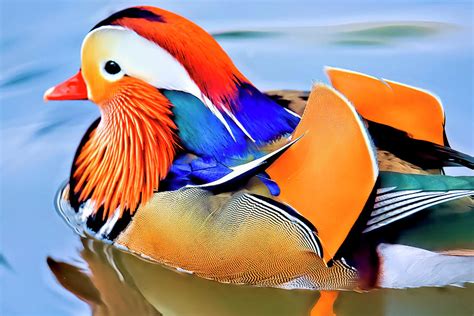 Up Close And Personal Mandarin Duck Photograph By Geraldine Scull