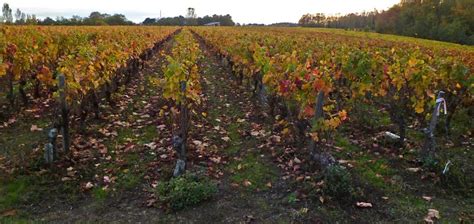 Living The Life In Saint Aignan The Vineyard On November 1