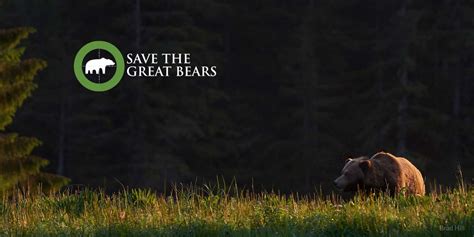 Save The Great Bears Campaign Update Raincoast